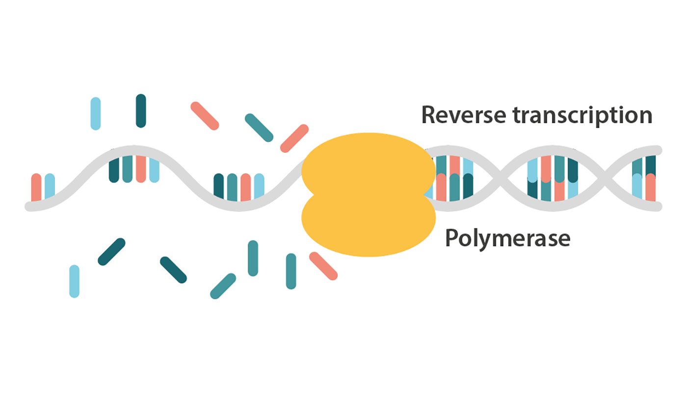 RT-PCR